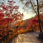 [경기도 광주 여행] 가을 추천여행지 화담숲& 곤지암 리조트