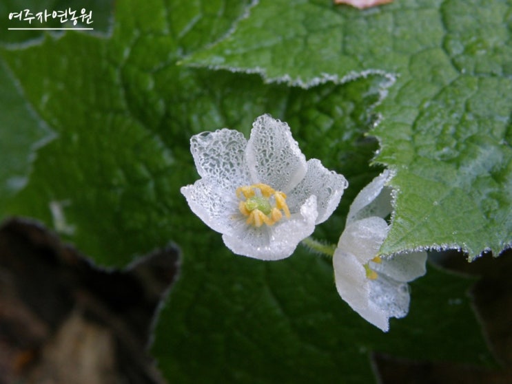 북해도의 얼음꽃, 산하엽 판매 : 네이버 블로그