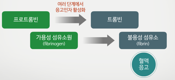 3. 혈액응고 조절약물 : 네이버 블로그