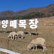 (남도여행)화순 양떼목장-무등산양떼목장