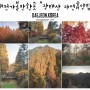 [대전 가볼만한곳] 장태산 자연휴양림 가을단풍 최고!!
