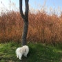 나만의 삼락공원 강아지 산책코스 계절 따라 변하는 풍경 감상하기에 딱이다.