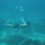 필리핀 자유여행(8) 카모테스 호핑천국 TULANG DIOT 멋진 바다속 경험 산호와 니모를 봤습니다...^^ (2018.08.11-19)