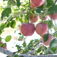 손가네농원 사과소식 :: 11월 사과수확을 모두 완료하고 판매시작을 준비합니다 :-)