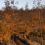 색깔좋은 사과품종 후브락스 사과나무묘목의 똑똑한 진화