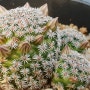 다육식물 이름 미니 선인장 종류 국화환 Mammillaria hernandezii 헤르난데지