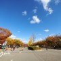 인천 가볼만한곳 가을 단풍 최고의 장소 인천대공원