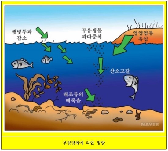 부영양화 과정