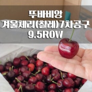 뚜바비앙 겨울체리(칠레산)9.5ROW 7차공구:)