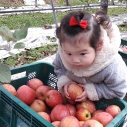 경북 봉화 미안마(부사) 햇사과, 사과즙 직거래택배로 보내드립니다<산엔들농원>