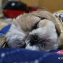 마루마루 :: 강아지도 겨울잠에 듭니다.