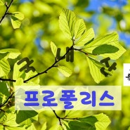 프로폴리스 알콜해독 자외선차단