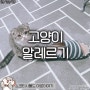 아로_고양이 알레르기 극복기 알레르기 검사