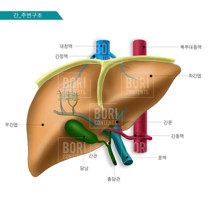 [병원일러스트_메디컬일러스트] 논문삽화 의학그림/간구조/간그림_의학이미지 : 네이버 블로그