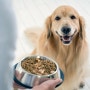 건식? 습식? 다양한 강아지 사료와 간식 바로알기