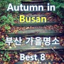 가을 가을 한 11월, 부산의 가을 명소 추천 8곳.