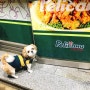 마루마루 :: 실외배변 강아지, 산책은 필수 :)
