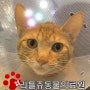 리틀쥬동물의료원/울산동물병원/고양이중성화수술