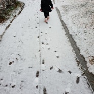 (+1366) 눈발 날리는 군산, 소블리의 눈위의 산책