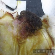 19살 강아지 목에 생긴 혹 제거 수술 / 수술전문 송파구 동물병원