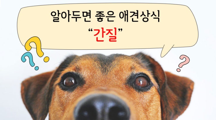 개 배를 간질이는 방법
