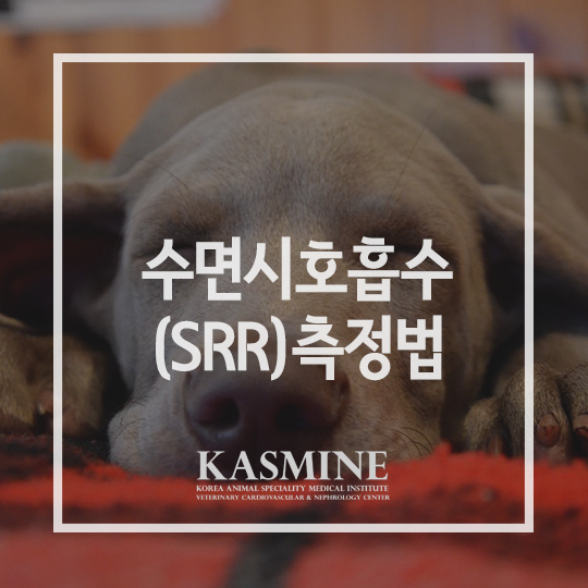 강아지 수면 시 호흡수(SRR), 어떻게 측정할까요? : 네이버 블로그