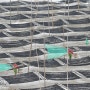 중국 복건성 하포 양가계어촌 [연재2]