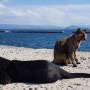 고양이들의 파라다이스 후쿠오카 고양이섬 아이노시마