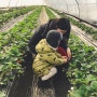 [당진 딸기] 당진여행 할겸 딸기 농장 체험!하세요~ 싱싱하고 새콤달콤 해요!