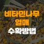 [정보] 비타민나무 열매 수확 이렇게 해요!