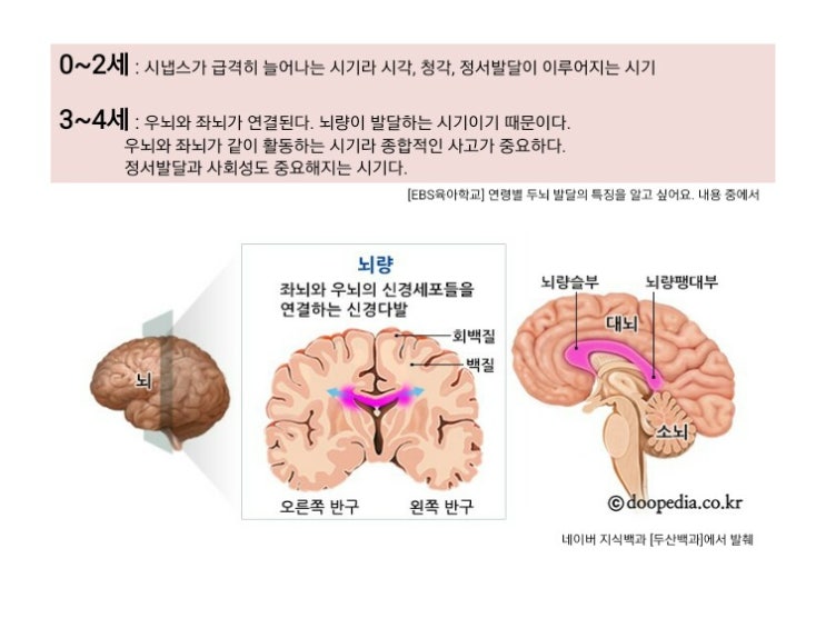 도레미곰.놀라운자연 좌뇌우뇌 뇌량에 좋은책 활용법안내[동작구어린이서점/또래아동도서마곡점] : 네이버 블로그