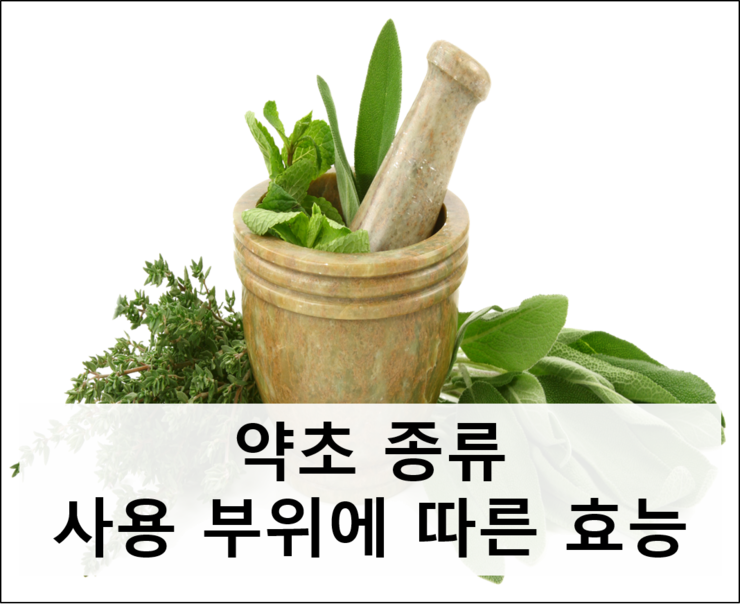 약초종류, 사용 부위에 따른 효능! : 네이버 블로그