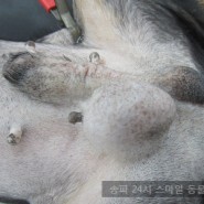 15살 강아지 고환종양 수술 / 강아지 배에 혹 / 수술전문 동물병원