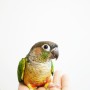 앵무새를 만지는 방법(How to touch parrot)