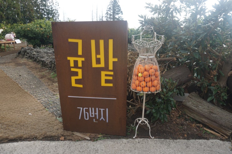 제주도 낭만농장 귤밭 76번지, 감귤 따기도 가능함 : 네이버 블로그