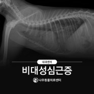 고양이 비대성심근증 (HCM) / 폐수종치료