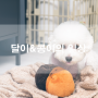 강아지 셀프 스냅/강아지목도리뜨기/강아지 일상/강아지 장난감