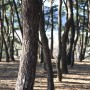 김해 구지봉 겨울소나무