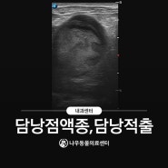 담낭점액종 담낭적출 천안 나우동물의료센터