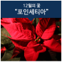 12월의꽃 포인세티아 꽃말과 유래, 전설