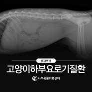 고양이하부요로기질환 (FLUTD) 요도루조성술