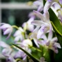 덴드로븀 킨기아눔 (Dendrobium Kingianum)/긴기아난