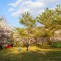 밀양 삼랑진 안태공원 벚꽃캠핑