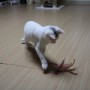 고양이,반려묘키우기) 고양이장난감,쿠치올로와이어 낚시대 깃털