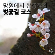 당인리발전소 벚꽃길따라 망원에서 합정까지 :: 블랑제리코팡, 제로스페이스, 실루엣커피, D51