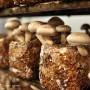 나가사키 미나미시마바라 여행 표고버섯공장 견학체험