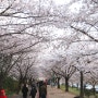 부산 삼락공원 벚꽃 축제
