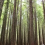 또뚱신행 DAY3  레드우드숲, 타우포호수, 후카폭포, 써멀파크