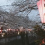 일본 벚꽃 축제 나카메구로 라이트업 다녀왔어요