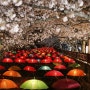 여좌천 로망스 다리 진해벚꽃 축제 여기는 하얀 눈꽃세상